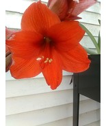 Red Amaryllis  Home Lawn And Garden Bulb - $12.95