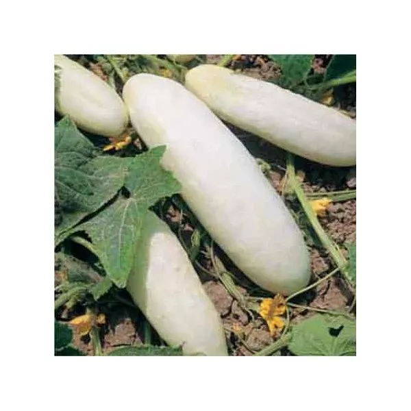 cucumber WHITE WONDER heirloom 25 seeds  - $5.24