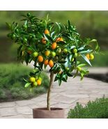 Organic Kumquat citrus tree seeds for sale www.hardyorganics.com - $9.95
