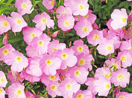 Guashi Store 1000 Seeds Showy Pink Evening Primrose Pink Ladies Oenothera Specio - £7.86 GBP