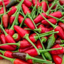 50+ SEEDS Bird’s Eye Chili Pepper SILING LABUYO NON GMO Free Shipping #74 - €2,13 EUR