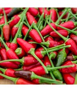 50+ SEEDS Bird’s Eye Chili Pepper SILING LABUYO NON GMO Free Shipping #74 - €2,15 EUR
