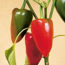 Pimento Pepper Seeds 25 Seeds  - £7.87 GBP