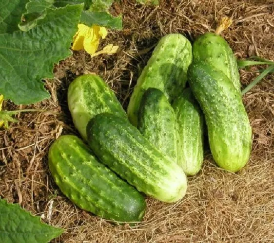 WWATER 25 Seeds Northern Pickling Cucumbers Planting Edible Food Plantin... - £6.90 GBP