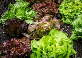 1000 Lettuce Seeds: Oak Leaf Red Prizehead Iceberg Hanson Buttercrunch Gardening - $10.47