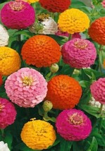 HT 100 Seeds Lilliput Zinnia Seeds Mix Zinnia Elegans Non Gmo Mix Colors... - $258.48 MXN
