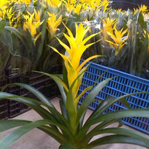 US Seller 20 Pineapple Yellow Ornamental Leaves Bromeliad Plant - $8.99