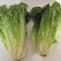 Lettuce Paris Island Romaine Lettuce Seeds Fresh Seeds USA Seller - £8.84 GBP