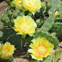 USA Seller Eastern Prickly Pear Cactus Seeds Opuntia Humifusa 5 Seeds Free Shipp - £20.46 GBP