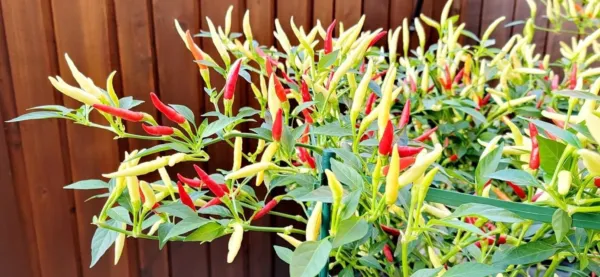 Hot Crunchy White Eagle Claw Chili Pepper 30 Seeds Fresh Garden - £10.26 GBP