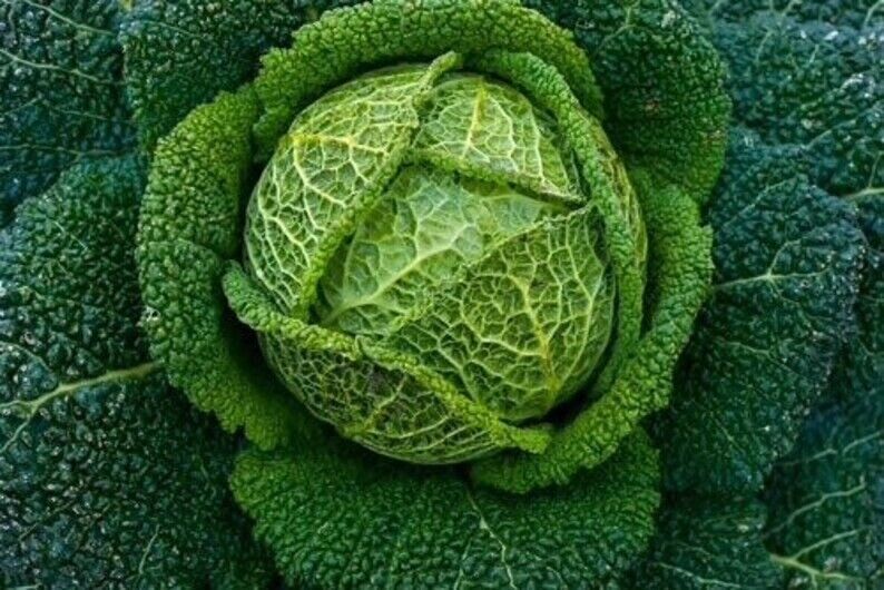 Primary image for 1000 Seeds Savoy Perfection Cabbage Seeds Heirloom Non Gmo Fresh Fast Shipping