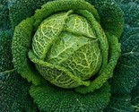 1000 Seeds Savoy Perfection Cabbage Seeds Heirloom Non Gmo Fresh Fast Sh... - $8.99