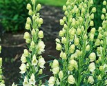 Bearded Monkshood Aconitum Barnatum Organic 5 Seeds - $8.99