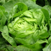 FMG 1000 Lettuce Seeds Buttercrunch Heirloom Non Gmo Fast Grow - $9.21