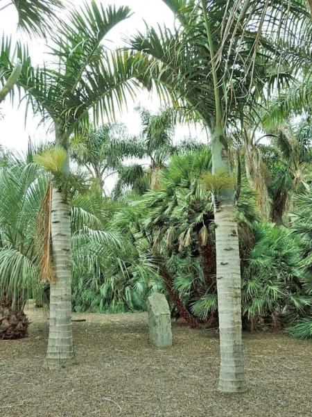 Hyophorbe Verschaffeltii Spindle Palm 10 Seeds Fresh Garden - £20.44 GBP