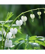 25 White Bleeding Heart Seeds Dicentra Spectabilis Shade Flower Flowers ... - $13.55 CAD
