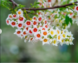  YELLOWHORN TREE  White Yellow Red Fragrant Flower 5  Seeds - £8.64 GBP