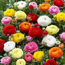 60 Seeds Ranunculus Persian Buttercup Heirloom Seeds Fast Plant Beautiful Result - $8.35