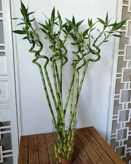 Lucky Bamboo Choose Potted, 50 Seeds - $14.19