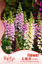 1 Original Pack 60 seeds Digitalis Purpurea Foxglove Colorful Flowers - $8.98