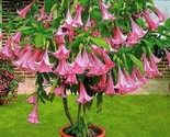 Pink Trumpet Tree Tabebula Rosea Pre Stratified 15 Seeds - $8.99