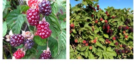Two Live Boysenberry Plants Vines LOWEST PRICE Boysenberry Plants  - $43.99