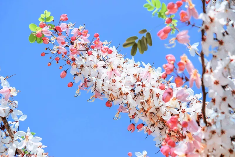 Pink Shower Tree Seeds (10 Seeds) Cassia grandis - $13.46