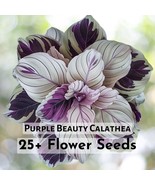 25+ Purple Beauty Calathea Seeds Flower Garden Yard - $16.27 CAD