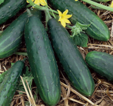 Cucumber Seeds Marketmore 76 NON-GMO Heirloom Fresh Garden Seeds Easy to... - £3.13 GBP+