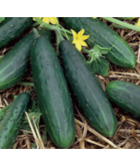 Cucumber Seeds Marketmore 76 NON-GMO Heirloom Fresh Garden Seeds Easy to... - £3.14 GBP+