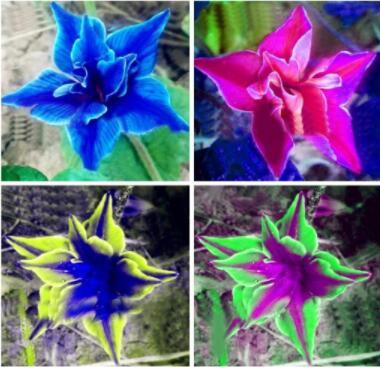 100Pcs Platycodon Grandiflorus Mixed Seeds Fresh Seeds - $5.19