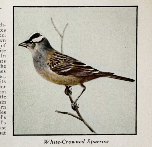 White Crowned Sparrow Bird Print 1931 Blue Book Birds Of America Art PCB... - £14.97 GBP