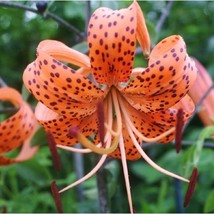 LWSTORE 10 Orange Turks Cap Tiger Lily Lilium Superbum Flower Seeds 6 USPS Shipp - £6.78 GBP