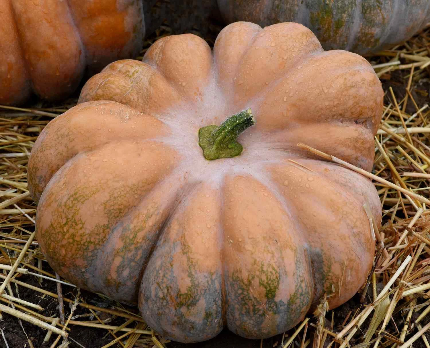 FARM 7 Fairy Tale Pumpkin Musque De Provence Non-Gmo Heirloom Bulk Seeds - $9.95