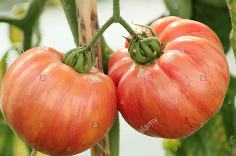 50 Seeds Vintage Wine Tomato Heirloom Seeds Ensure Quick Flourish - $9.99