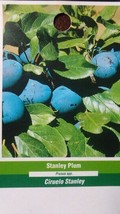 4&#39;-6&#39; STANLEY PLUM Fruit Tree Plant New Healthy Plums Trees Home Garden ... - £77.26 GBP