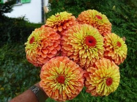 100+ Queen Lime Orange Zinnia Seeds - £6.95 GBP