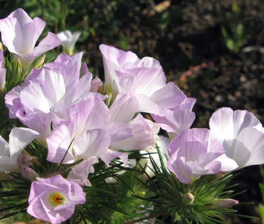 Mountain Phlox Linanthus Grandiflorus 1000 Seeds Fresh Seeds - £19.14 GBP