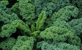 Kale Dwarf Siberian HEIRLOOM 100+ Seeds Premium 100% Organic Grown In USA - $3.99