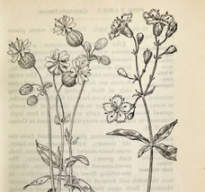 1905 Bladder Starry Campion Flower Print Pen &amp; Ink Lithograph Antique Art  - £13.76 GBP