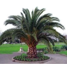 SL Phoenix Canariensis Hardy Canary Islands Date Palm Seeds - $3.58