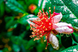 Dwarf Pineapple Guava Tree {Feijoa Sellowiana} Seeds 10Seeds Usa Seller - $5.98