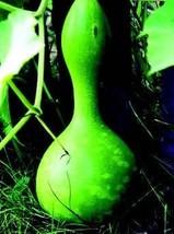 Bird House Gourd Seeds - $8.19