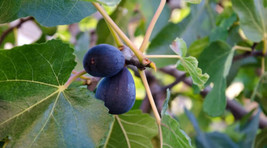 100 Lsu Purple Fig Seeds For Garden Planting    From US - $10.48