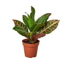 Croton Petra &#39;Joseph&#39;s Coat&#39;-4&quot; Pot / Nursery Pot - $528.89 MXN