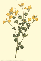 Baptisia Tinctoria 75 Seeds for Planting | Small Yellow Wild Indigo | Pe... - $17.00