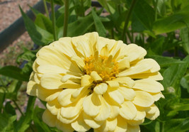 250 Zinnia Isabellina Flower Seeds Zinnia Elegans Fresh Garden USA Shipping - £7.24 GBP