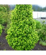 Carpinus Betulus Columnaris Nana Dwarf Columnar Hornbeam Live Plant 12 I... - $15,300.53 MXN