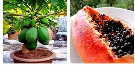 &quot;Dwarf Solo Waimanalo&quot; (Carica Papaya) Fruit Tree 20 Seeds Fast Houseplant - £17.57 GBP