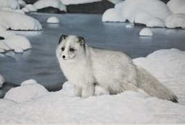 Alaskan Friend, Signed and Numbered Art Print by Charles Frace Arctic Fox - £139.38 GBP